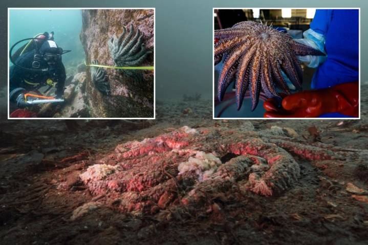 Scientists solve mystery of 5 billion sea star deaths off Pacific coast