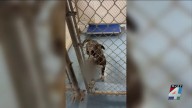 Volunteers raise concerns about conditions at Nassau County Animal Shelter, county disputes claims