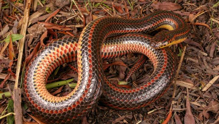 Florida's Most Wanted: Wildlife Officials Want Your Help Finding A Rare Rainbow Snake Seen Once In 56 Years