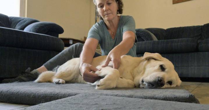 A bit more than belly rubs: Dog massage therapy brings healing, comfort to Colorado pups