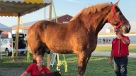 "Big Jake", así era el caballo más alto de la historia con sus 2,10