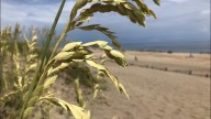 Georgia man dies after being pulled out of the water in Nags Head