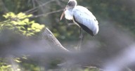 Deer hunter discovers rare subtropical wood stork in the wilds of Wisconsin |