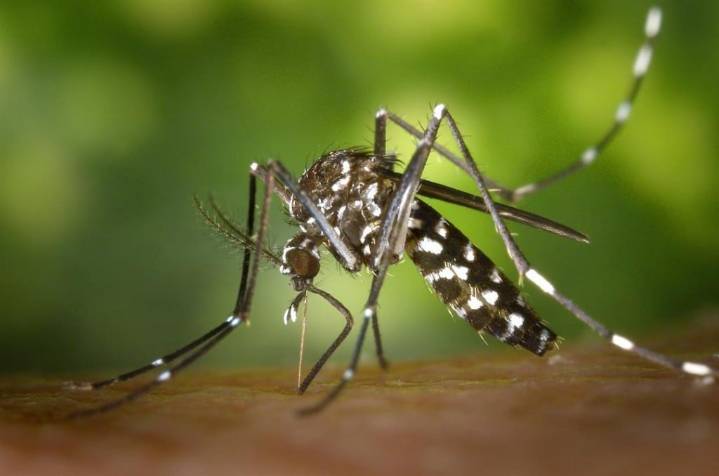 West Nile Virus detected in Bristol