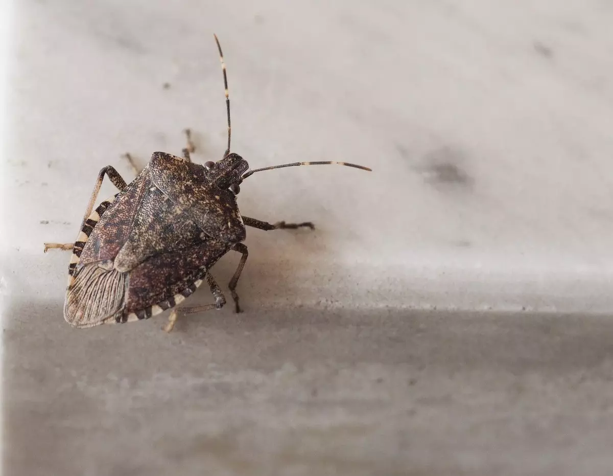 Stink Bugs Invading Indiana Homes This Fall