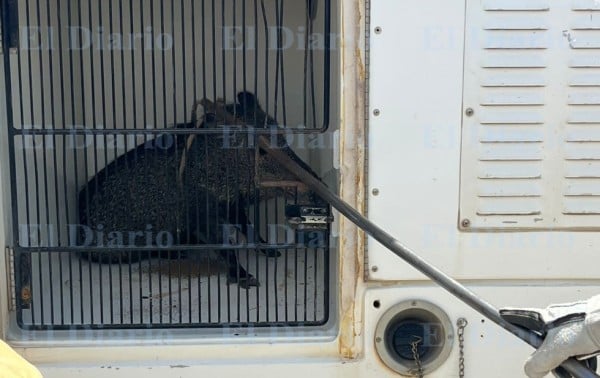 Video.- Reubican a cerdos pecaríes localizados en fraccionamiento