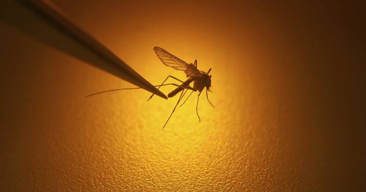 Denver’s first West Nile virus case confirmed as number of affected across Colorado reaches double digits