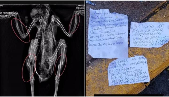 Siempre post luna llena: el extraño caso de gallinas torturadas en Santiago Centro