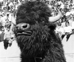 Hoosier the Bison will make first appearance at IU football season opener