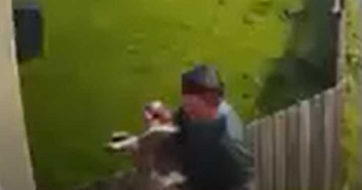 Dog walker filmed carrying 'lifeless' body of pet suffering heat stroke to house before owner finds it dead