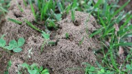 Is Urine The Secret Weapon Against Persistent Ant Hills In Your Yard?