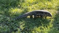 Old Town: Large lizard loose in community