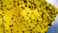 US to breed sterile flies in Texas factory to protect cattle from maggots