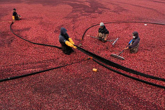 Massachusetts cranberry bogs are being given a second life as vibrant wetlands