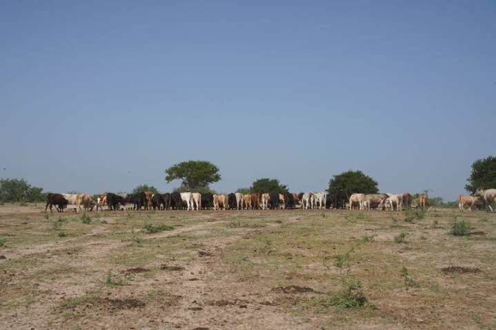 US cattle ranchers slowly start to rebuild decimated herd