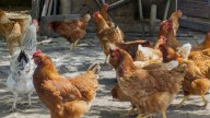 Se detectó un caso positivo de gripe aviar en Arrecifes