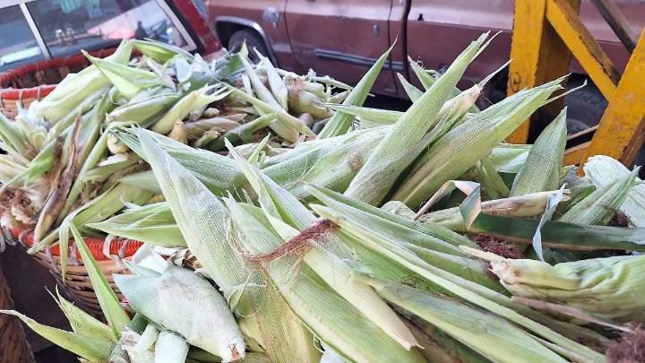 Levanta censo de productores agrícolas en Tehuacán para formar padrón oficial