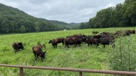 Kentucky lawmaker reintroduces beef processing bill