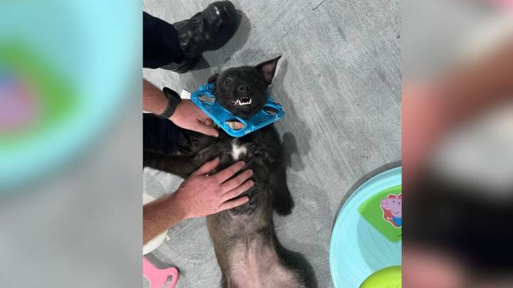 Virginia Firefighters Rush To Save Curious Pup Trapped In Child’s Toy And Melt Hearts In the Process