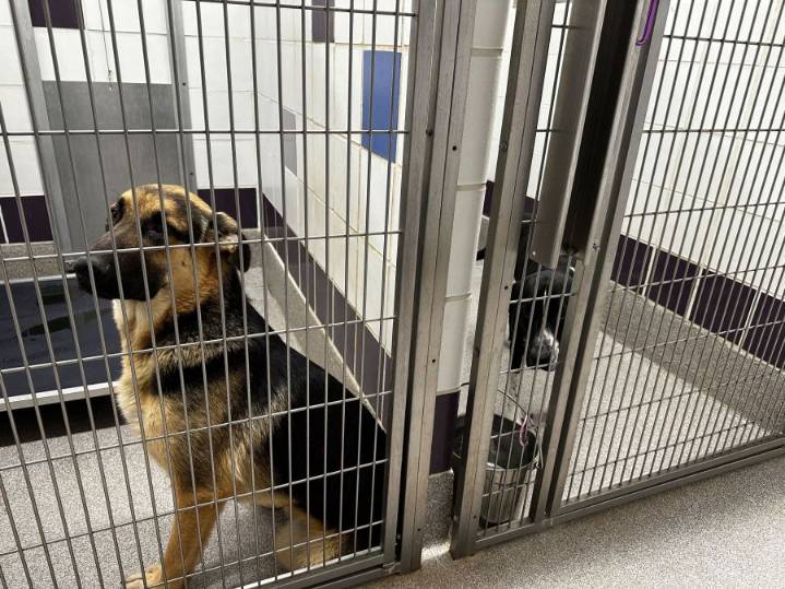 Williamson County animal shelter maintains ‘no-kill’ status in 2024, nationally recognized