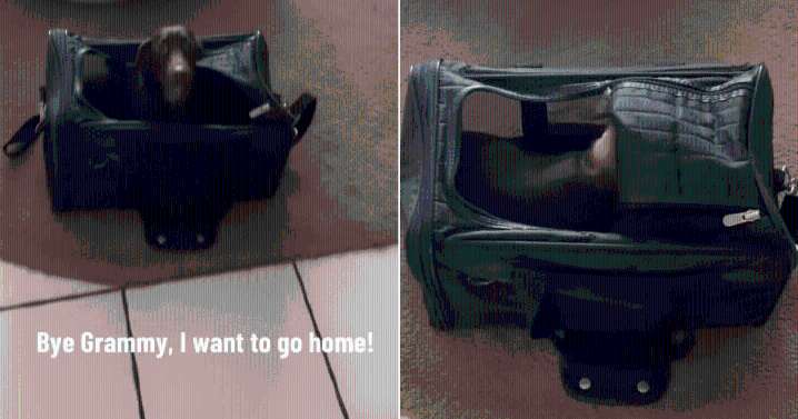 Dachshund’s Hilarious Dash to Carrier Signals It’s Time to Go Home