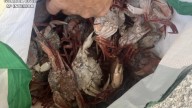 El Seprona sanciona a ocho restaurantes de Menorca por tener marisco ilegal