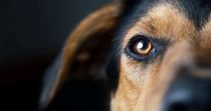 Maltrato ‘silencioso’: El Violentómetro Animal revela las acciones cotidianas que dañan a tu perro
