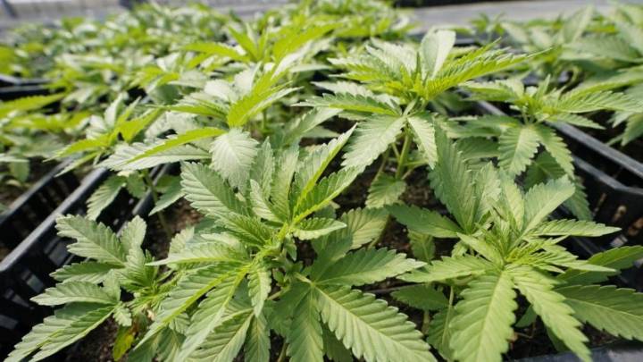 Bill proposed to shield dispensaries from OCM location rule change