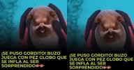 VIRAL: buzo juega con un pez globo como si fuera su mascota