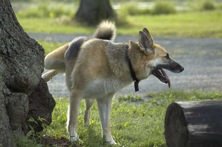Police Charge Owner of Neighborhood Nuisance Dog After Months of Complaints