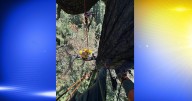 North Bend's ancient Doerner Fir tree fire under control