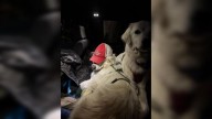 Pet rescue mission: Dogs saved on Mt. Princeton by Chaffee County Search and Rescue