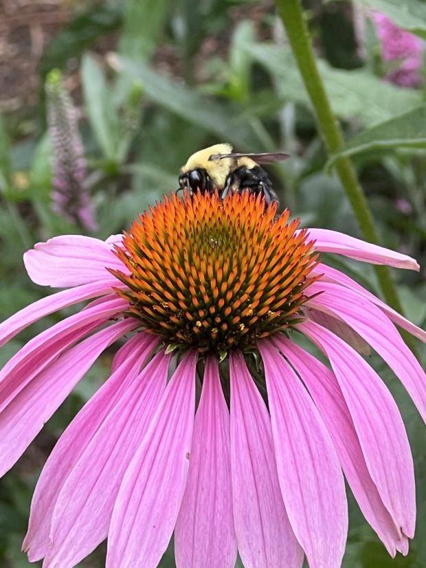 How to humanely deal with pests without using cruel traps or harmful chemicals