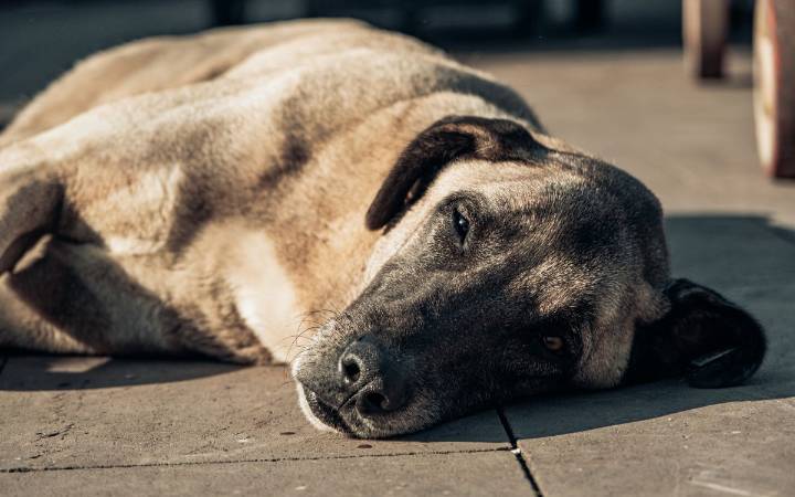 Mascotas 'abandonadas' por migrantes deportados agravan crisis en refugios animales