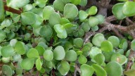 Plantas: si tu Árbol de la abundancia tiene las hojas y los troncos muy delgados, este secreto lo hará más fuerte