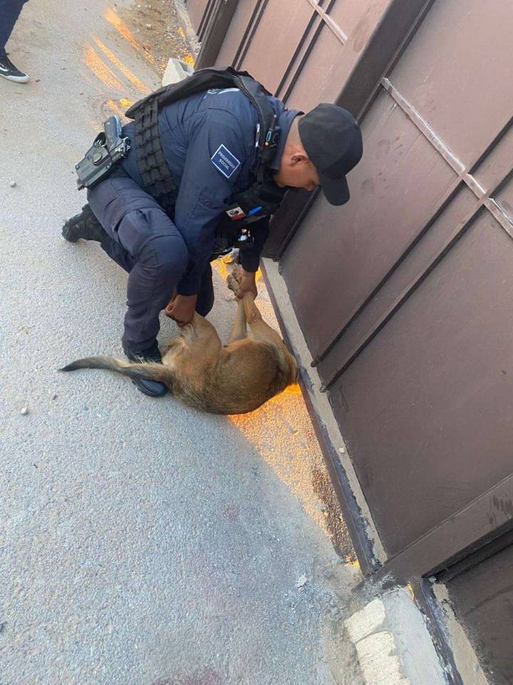 Rescatan a perro atorado en barandal
