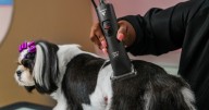 Elevate Every Groom: Precision, Power, and Performance with Andis
