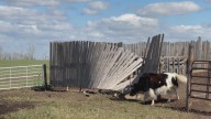 Brooks-area farm in ‘survival mode’ following devastating hailstorm