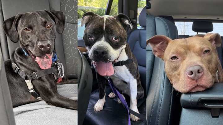 'Critical capacity': Cuyahoga County Animal Shelter slashes dog adoption fees amid overcrowding concerns