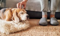 Las 3 razas de perros que son perfectas para dueños primerizos
