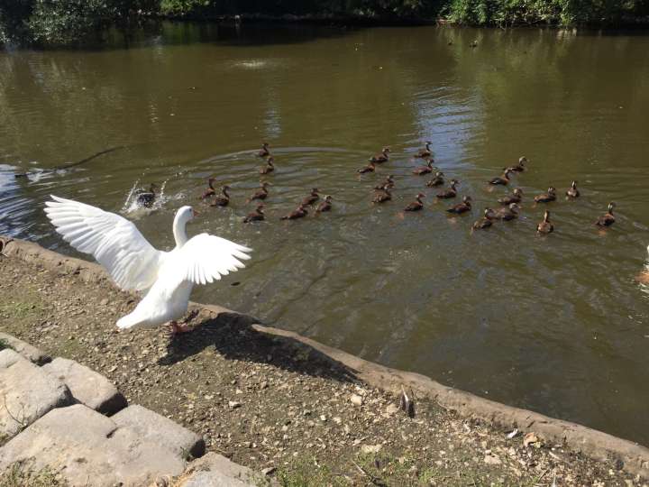 Aflac: Best-In-Class Life Insurer Poised To Benefit From A Steepening Yield Curve