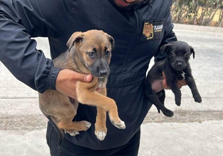 Rescatan a dos cachorros que se vendían ilegalmente cerca de la garita de San Ysidro