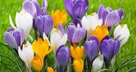 Why crocus lawns are perfect for pollinators and garden lovers