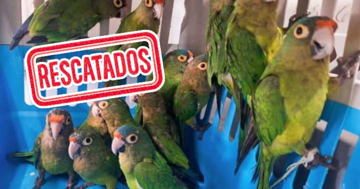 Operativo en Jalisco: Profepa rescata 40 aves en peligro y detiene a dos presuntos traficantes en mercados populares