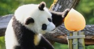 Photos show twin giant panda cubs celebrating their first birthday in Berlin zoo