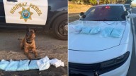 K9 sniffs out nearly 50,000 fentanyl pills in San Joaquin County, police say