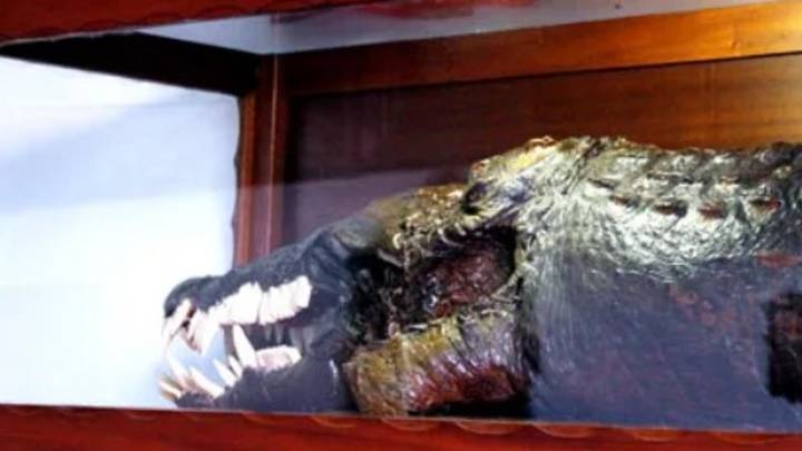 ¡Una iglesia en España guarda un caimán disecado! Te contamos por qué