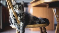 Científicos postulan que los gatos pueden servir para investigar Alzheimer
