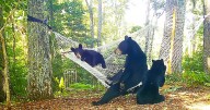 Woman Set-Up Hammock For 'Playful' Mama Bear With Her 3 Little Babies