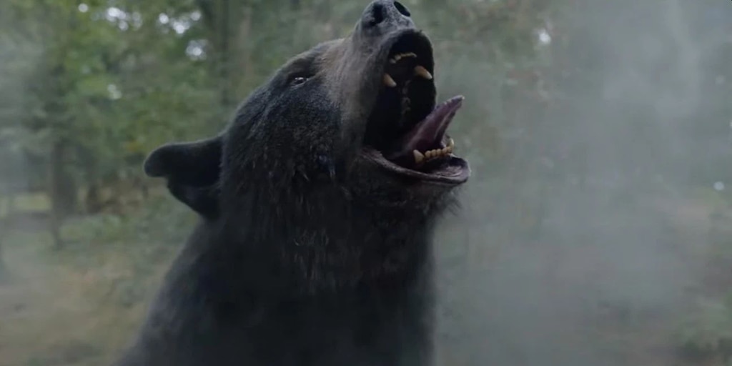 La historia detrás del oso que se comió 40 kilos de cocaína: un narco en problemas y un paracaídas que no se abrió